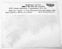 Lobaria pulmonaria image